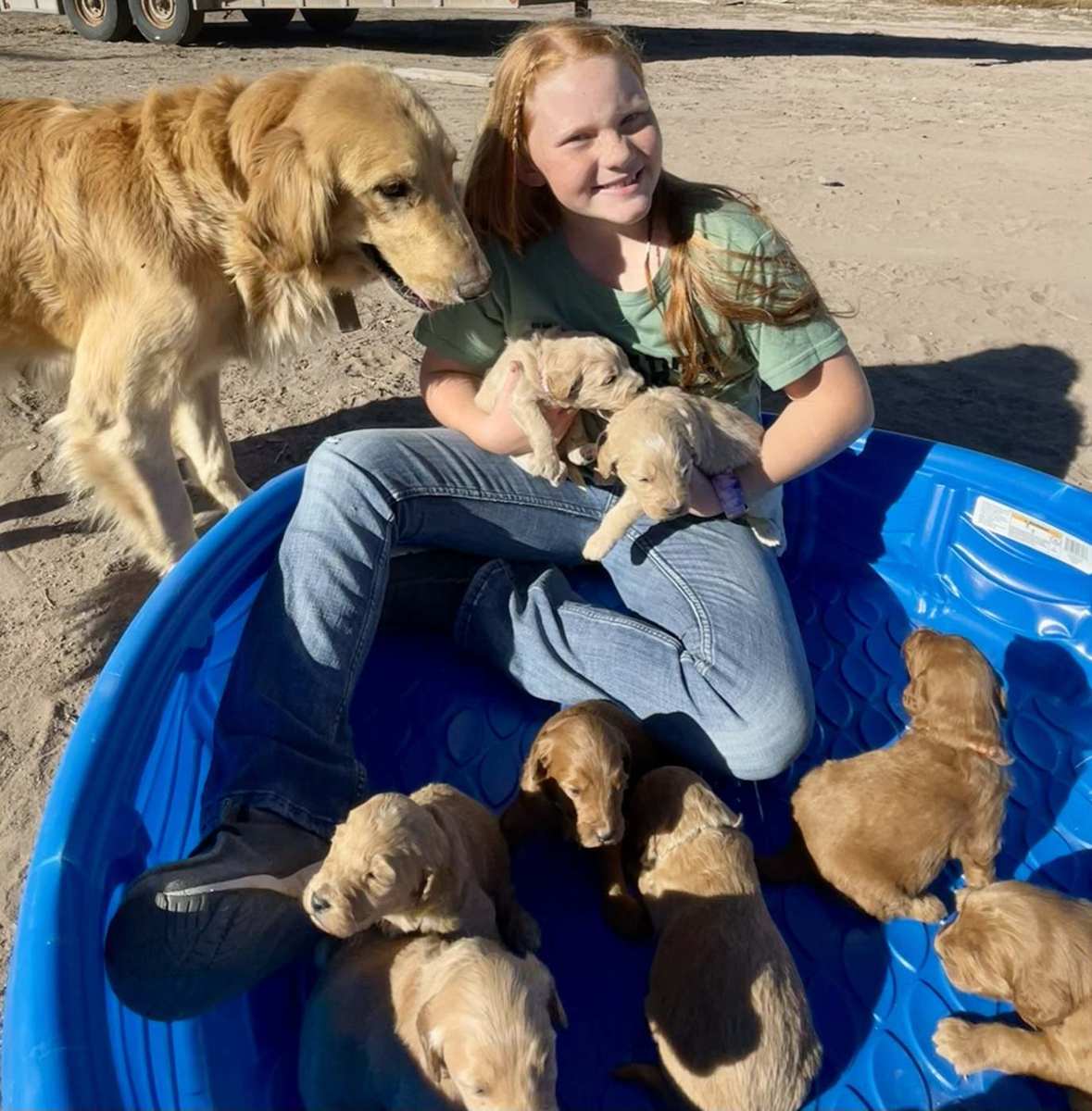 The Golden Retriever mother of the litter beside the pool