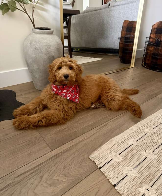 A Ranch Q Goldendoodle stretched out on the floor in a bandana