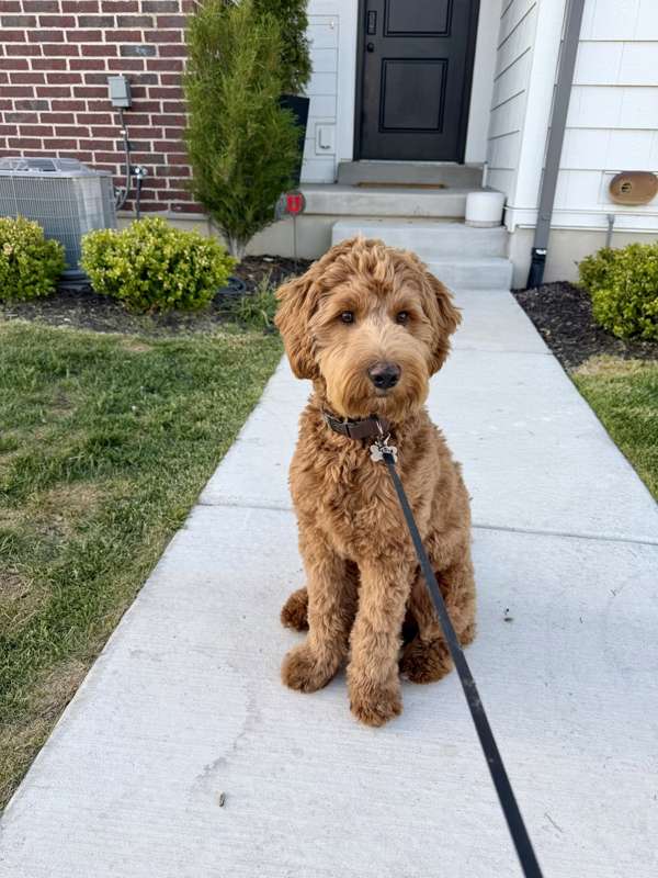 A grown Ranch Q Goldendoodle sitting on a front walk