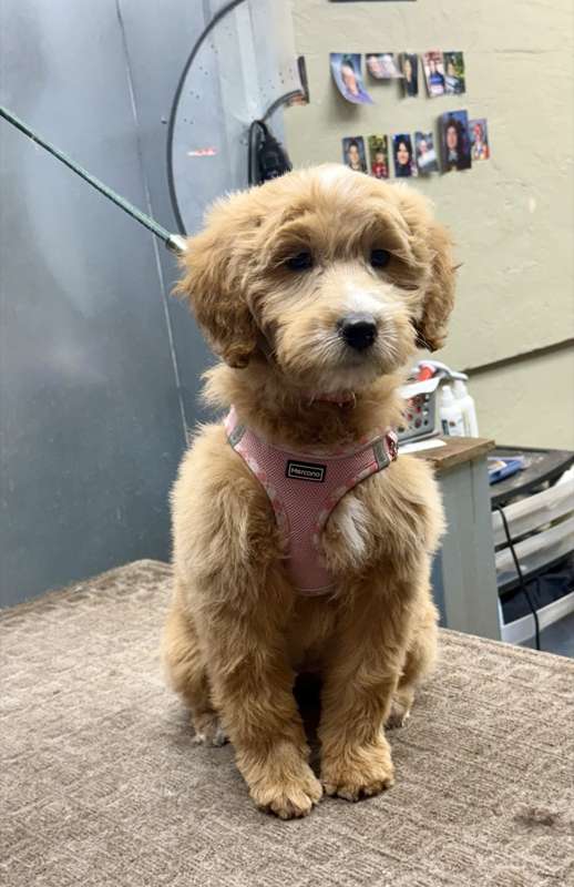 A Ranch Q Goldendoodle in a pink harness