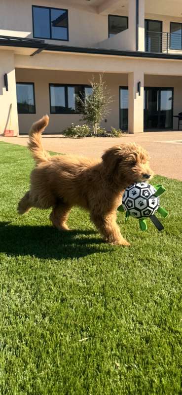 A Ranch Q Goldendoodle running across the grass with a ball
