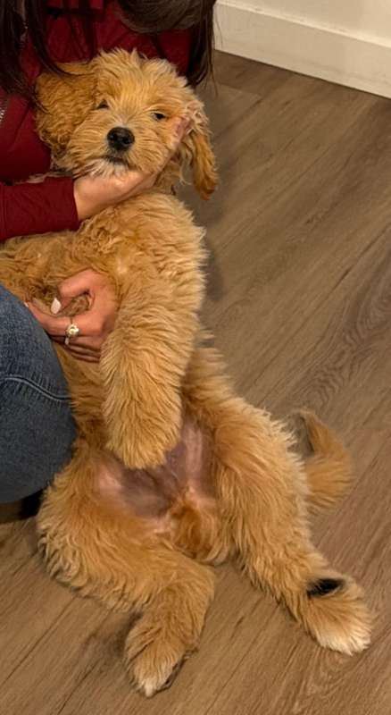 A Ranch Q puppy held in someone's lap