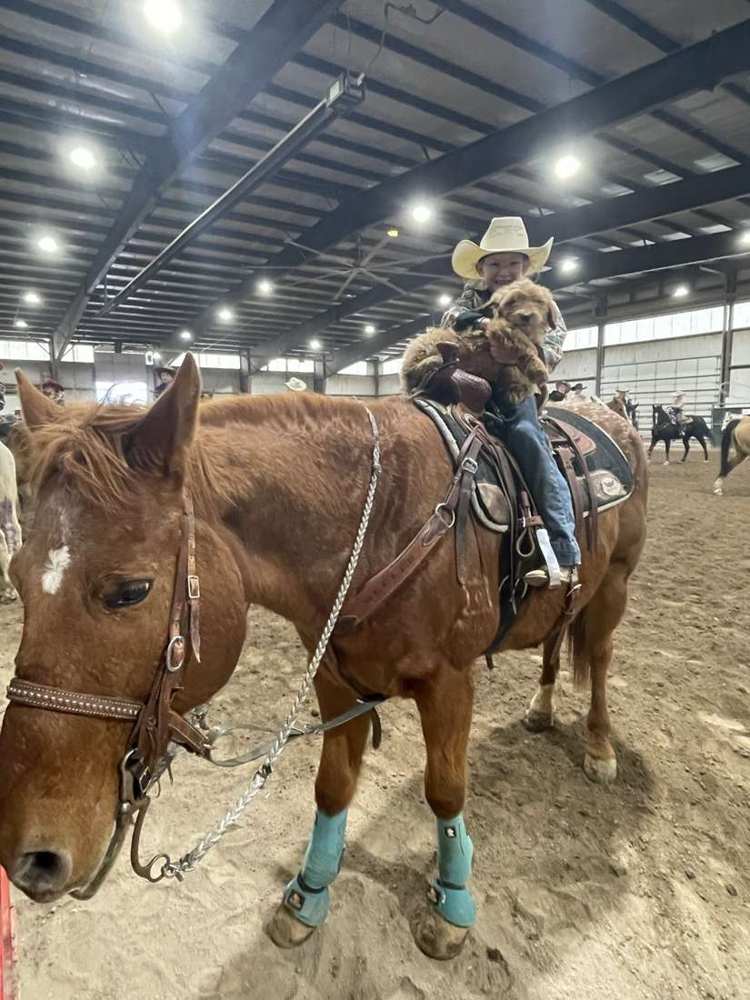 A rope horse in the arena