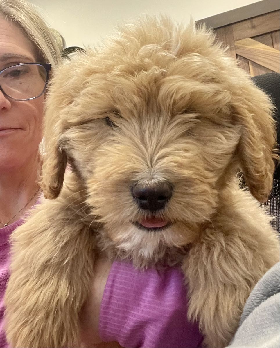 Kindra holding Leo, a fluffy Goldendoodle puppy from the last litter