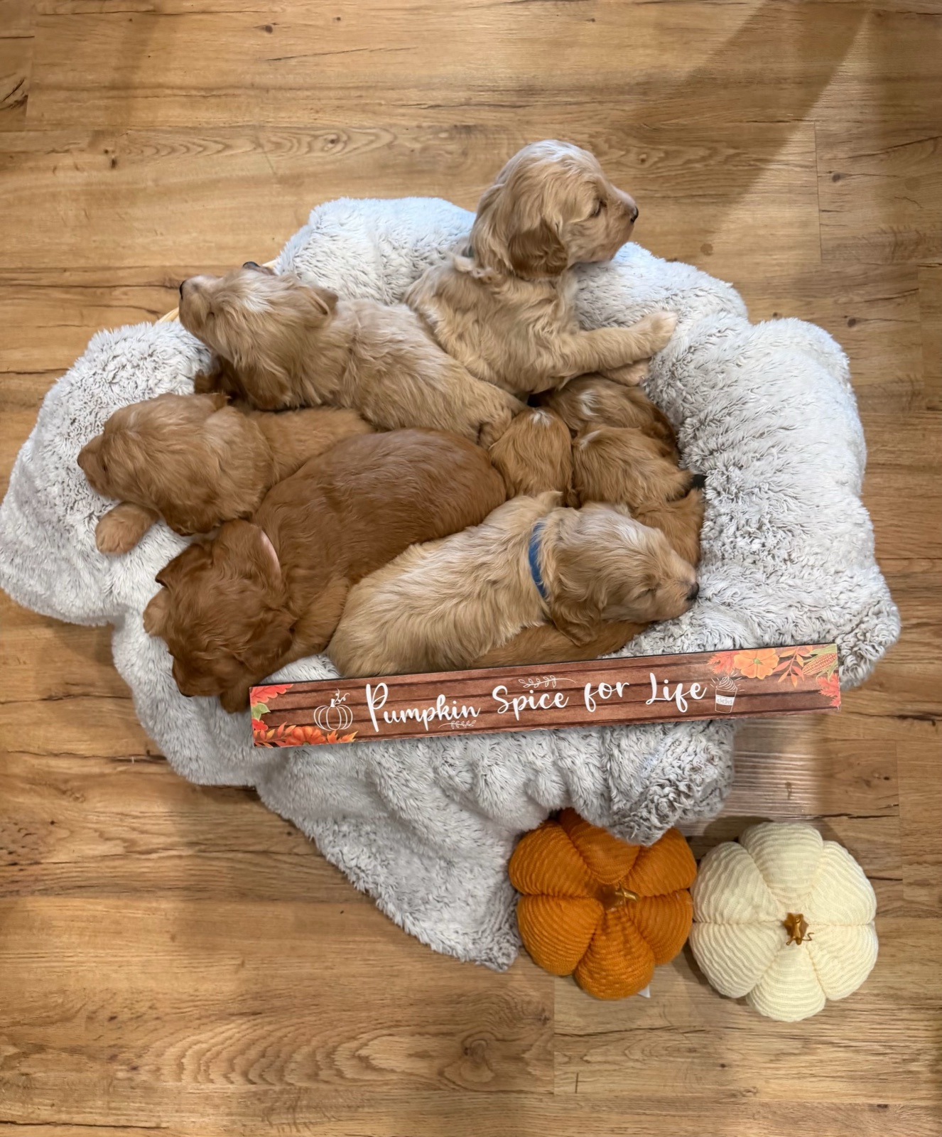 All nine puppies from the new litter asleep in a pile on a fluffy blanket