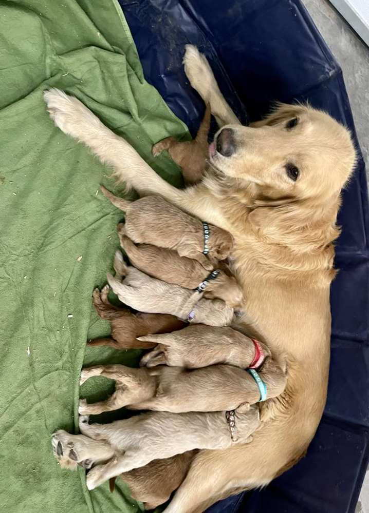 Sparkle nursing a past litter of newborn puppies
