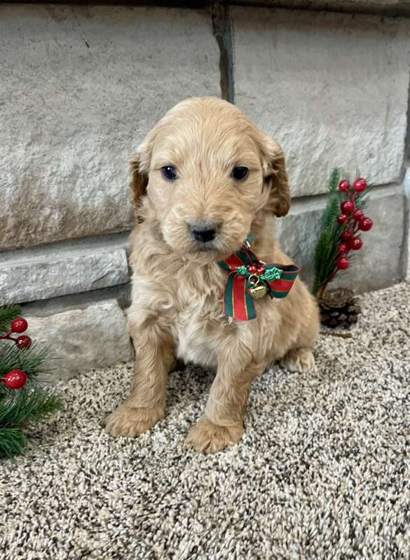 Goldendoodle puppy in a striped collar