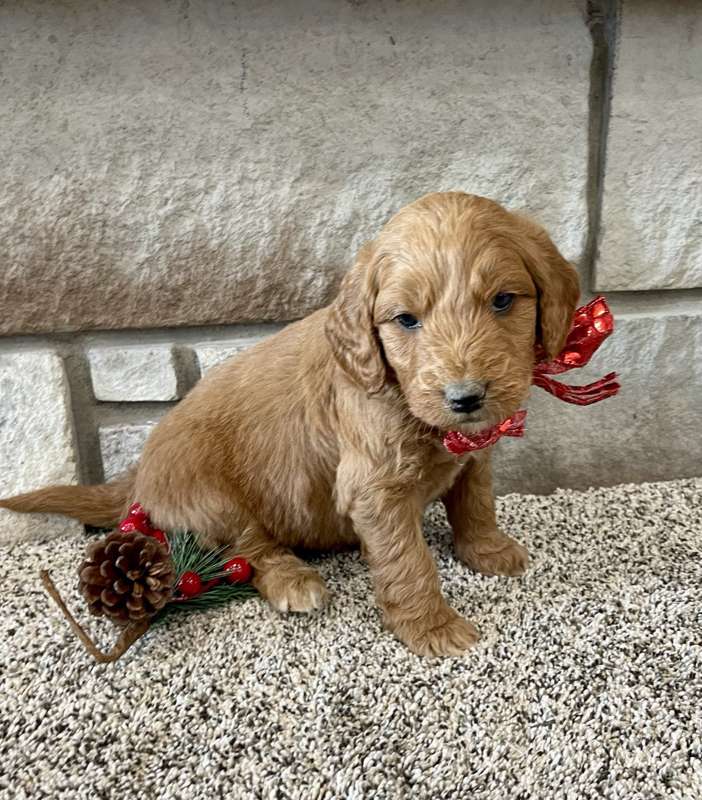 Goldendoodle puppy with a red ribbon