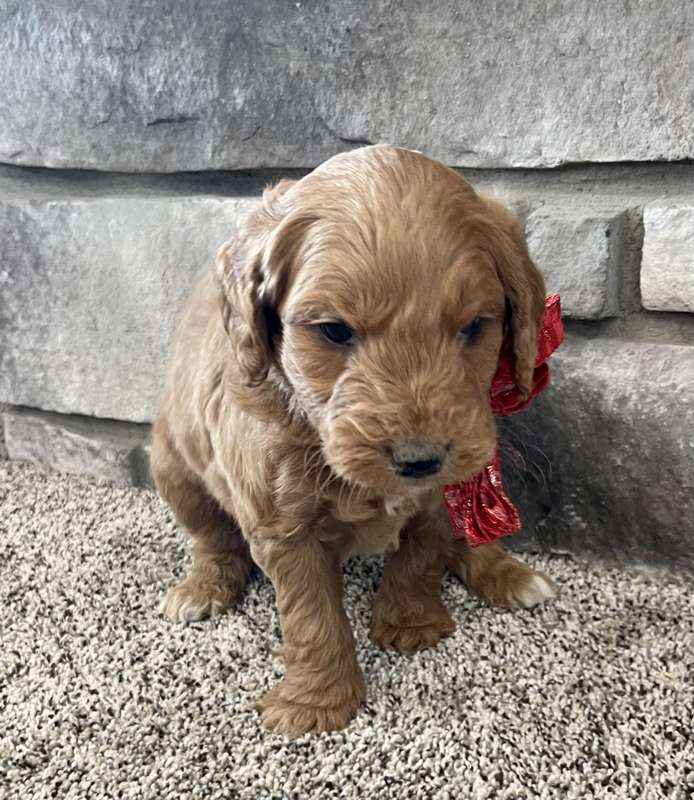 A puppy from the last Ranch Q litter, Christmas photo