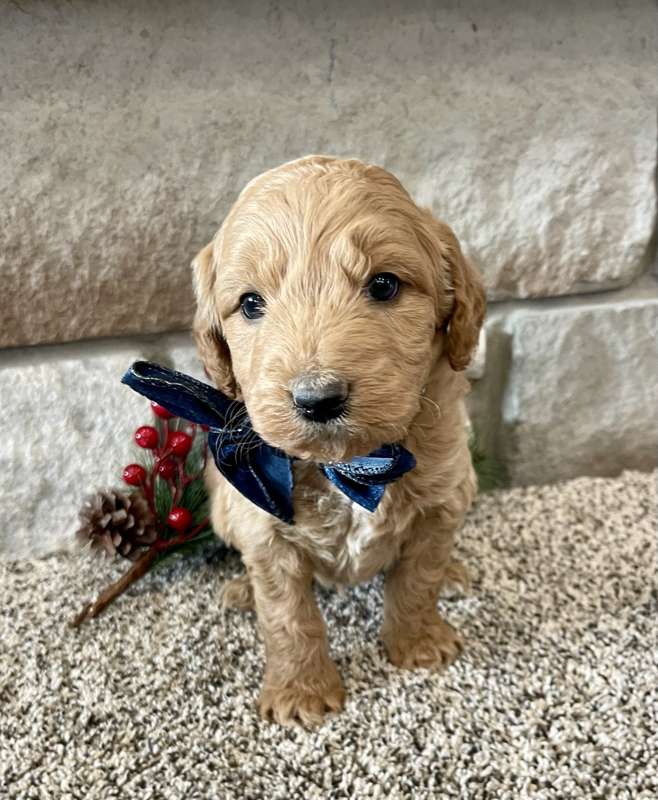 A puppy from the last Ranch Q litter, Christmas photo