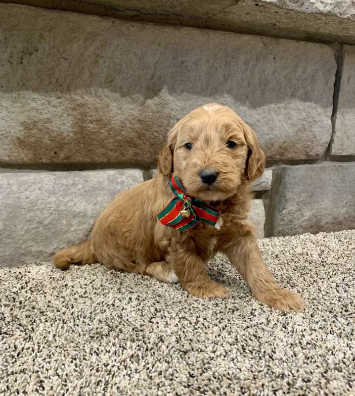 Goldendoodle puppy