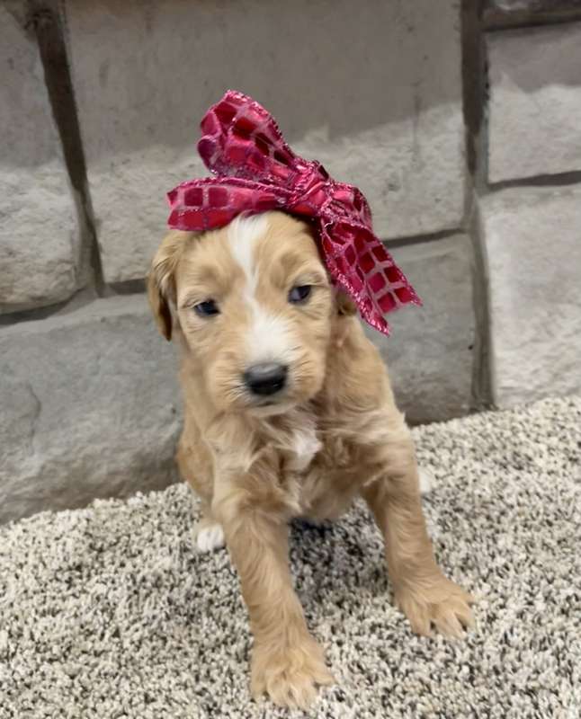 Goldendoodle puppy with a red bow on its head