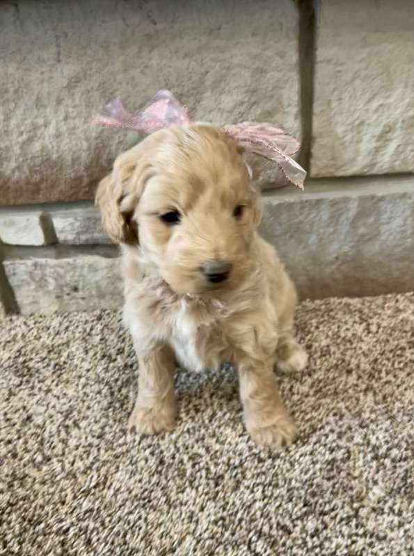 A puppy from the last Ranch Q litter, Christmas photo