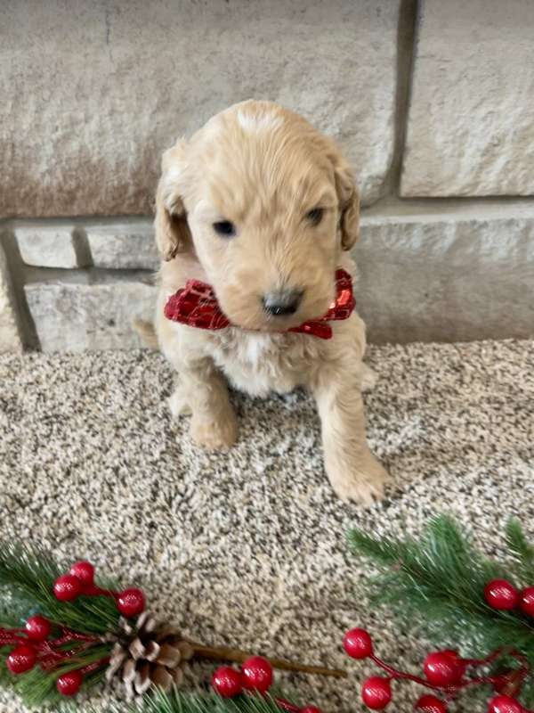 A puppy from the last Ranch Q litter, Christmas photo