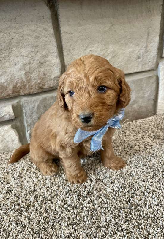 Goldendoodle puppy with a blue bow