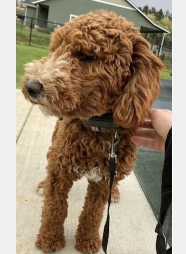 Romeo, the litter's apricot Moyen Poodle dad