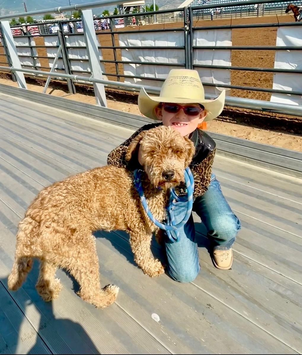 Romeo, an apricot Moyen Poodle, at a rodeo with one of the girls