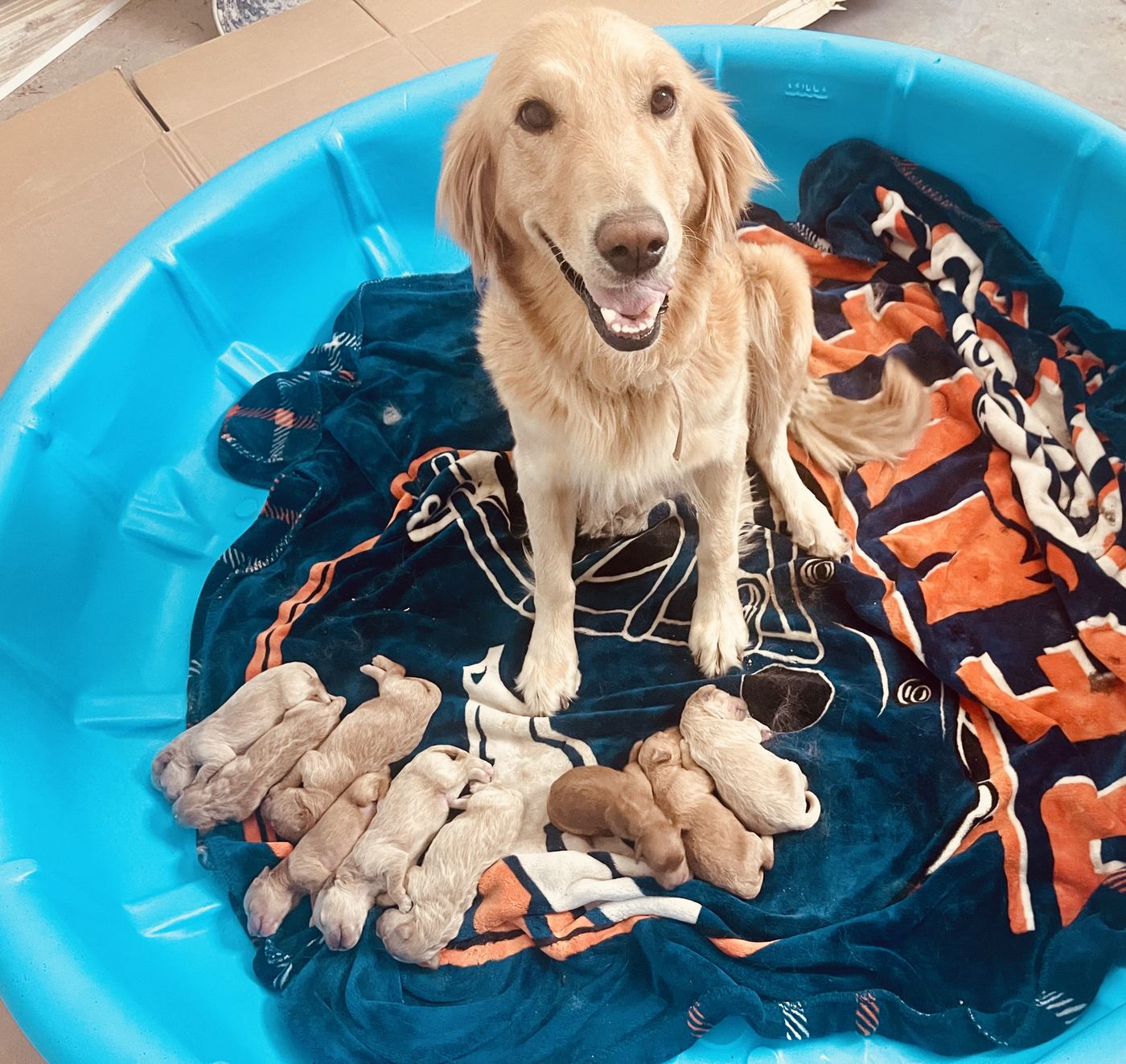 Sparkle with her nine newborn puppies